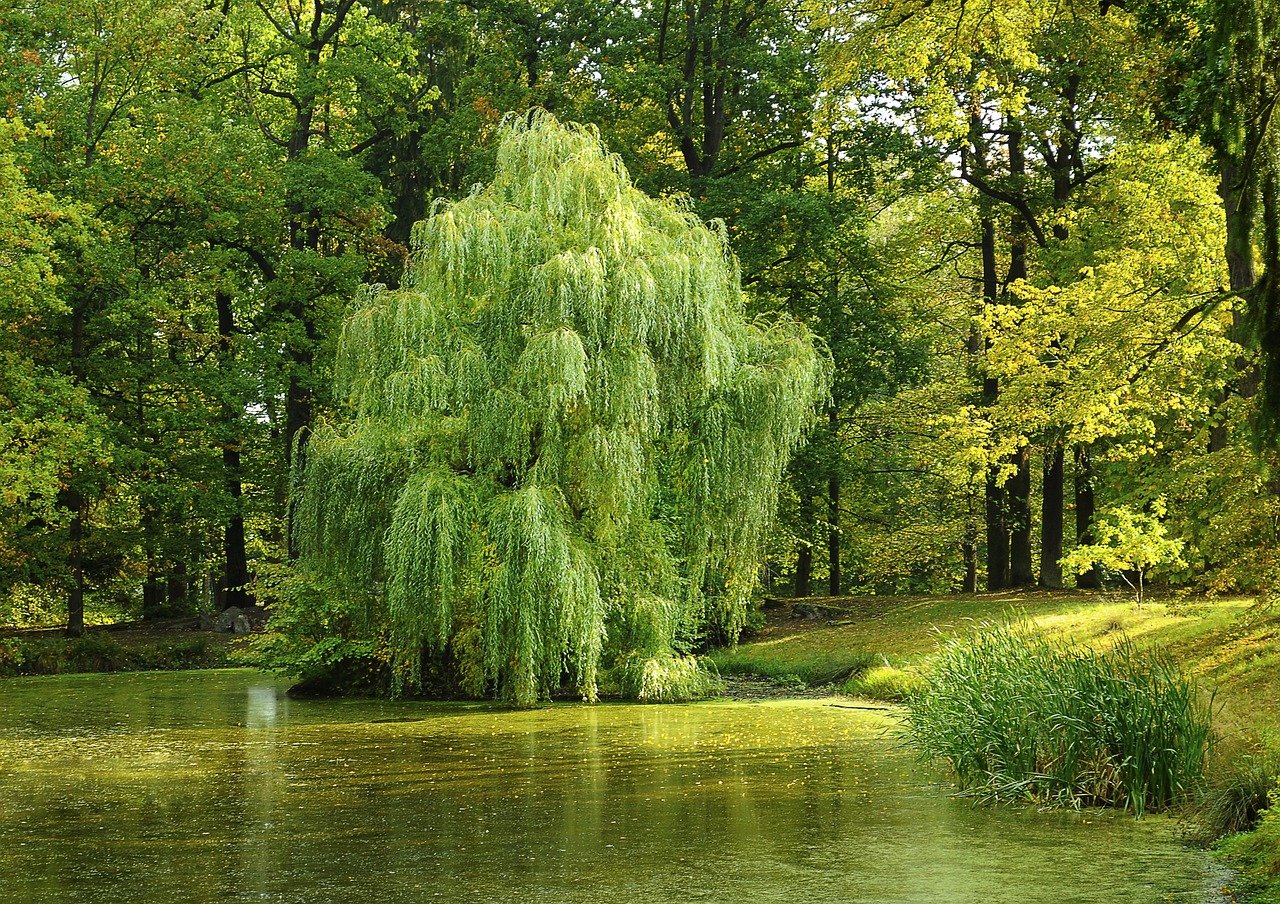 Wierzba- naturalny krajobraz Polski.