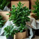 Jak skutecznie pakować rośliny do przeprowadzki, by zachować ich zdrowie i bezpieczeństwo podczas transportu